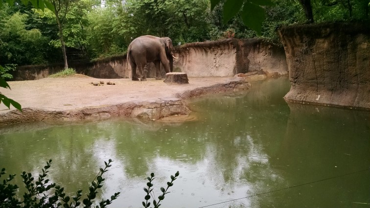 Asian Elephant 1.jpg