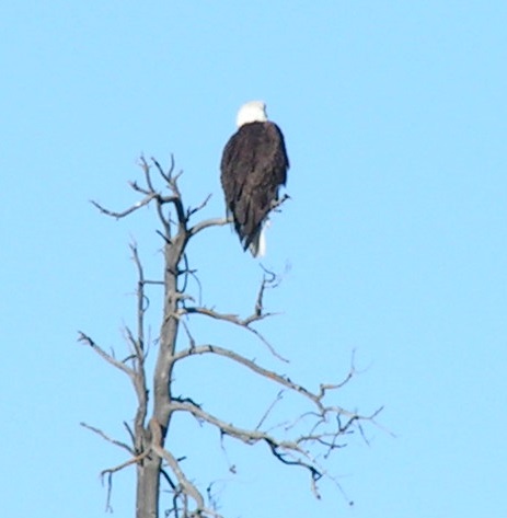 zoomed in eagle.jpg